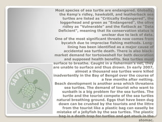 Most species of sea turtle are endangered. Globally,
the Kemp's ridley, hawksbill, and leatherback sea
turtles are listed as "Critically Endangered", the
loggerhead and green as "Endangered", the olive
ridley as "Vulnerable" and the flatback as "Data
Deficient", meaning that its conservation status is
unclear due to lack of data.
One of the most significant threats now comes from
bycatch due to imprecise fishing methods. Long-
lining has been identified as a major cause of
accidental sea turtle death. There is also black-
market demand for tortoiseshell for both decoration
and supposed health benefits. Sea turtles must
surface to breathe. Caught in a fisherman's net, they
are unable to surface and thus drown. In early 2007,
almost a thousand sea turtles were killed
inadvertently in the Bay of Bengal over the course of
a few months after netting.
Beach development is another area which threatens
sea turtles. The demand of tourist who want to
sunbath is a big problem for the sea turtles. The
turtle and the tourist compete of the sea turtles
natural breathing ground. Eggs that have been dug
down can be crushed by the tourists and the littre
from the tourist like a plastic bag can easelly be
mistake of a jellyfish by the sea turtles. The plastic
bag is a death trap for turtles and get stuck in the
stomac.
 