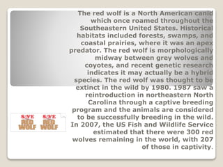 The red wolf is a North American canid
which once roamed throughout the
Southeastern United States. Historical
habitats included forests, swamps, and
coastal prairies, where it was an apex
predator. The red wolf is morphologically
midway between grey wolves and
coyotes, and recent genetic research
indicates it may actually be a hybrid
species. The red wolf was thought to be
extinct in the wild by 1980. 1987 saw a
reintroduction in northeastern North
Carolina through a captive breeding
program and the animals are considered
to be successfully breeding in the wild.
In 2007, the US Fish and Wildlife Service
estimated that there were 300 red
wolves remaining in the world, with 207
of those in captivity.
 