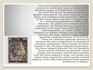 The snow leopard (Panthera uncia or Uncia
uncia) is a moderately large cat native to the
mountain ranges of Central Asia. It is listed on
the IUCN Red List of Threatened Species as
globally Endangered. The snow leopards occupy
alpine and subalpine areas generally 3,350 and
6,700 metres above sea level in Central Asia.
It´s estimated population is 4,080–6,590.
However, the global snow leopard effective
population size (those likely to reproduce) is
suspected to be fewer than 2,500 (50% of the
total population, or 2,040–3,295). Snow
leopards are slightly smaller than the other big
cats but, like them, exhibit a range of sizes,
generally weighing between 27 and 55 kg.
There are numerous agencies working to
conserve the snow leopard and its threatened
mountain ecosystems. These include the Snow
Leopard Trust, the Snow Leopard Conservancy,
the Snow Leopard Network, the Cat Specialist
Group and the Panthera Corporation. These
groups and numerous national governments
from the snow leopard’s range, non-profits and
donors from around the world recently worked
together at the 10th International Snow Leopard
Conference in Beijing.
 