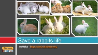 Save a rabbits life
Website : http://www.inkbean.org
 