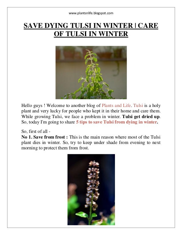 How To Protect Tulsi Plant In Winter In Usa Save dying tulsi in winter | PDF