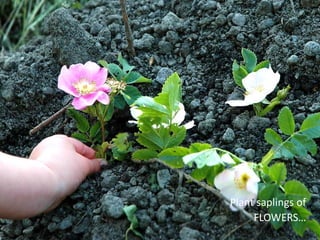 Plant saplings of
FLOWERS…