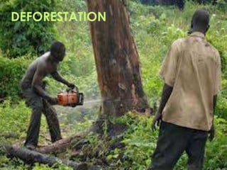 DEFORESTATION
 