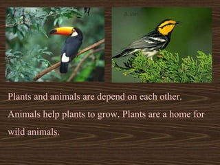 Plants and animals are depend on each other.
Animals help plants to grow. Plants are a home for
wild animals.
 
