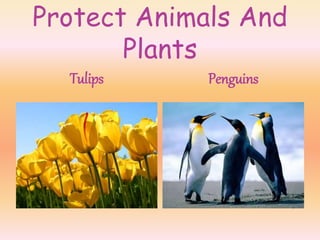 Protect Animals And
Plants
Tulips Penguins
 
