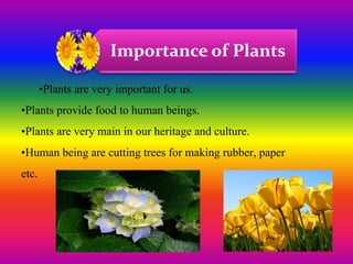 Importance of Plants
•Plants are very important for us.
•Plants provide food to human beings.
•Plants are very main in our heritage and culture.
•Human being are cutting trees for making rubber, paper
etc.
 