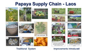 Traditional System Improvements Introduced
Papaya Supply Chain - Laos
 