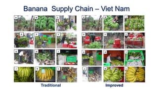 Banana Supply Chain – Viet Nam
Traditional Improved
 