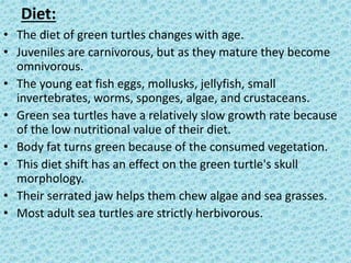 Fresh Look at Green Sea Turtle