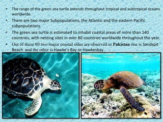 Green Sea Turtle | PPT