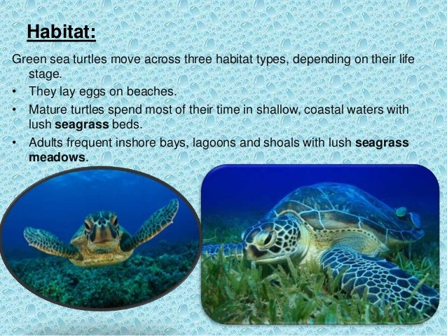 Green Sea Turtle