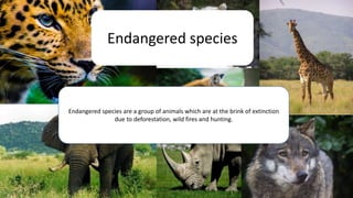 Endangered species
Endangered species are a group of animals which are at the brink of extinction
due to deforestation, wild fires and hunting.
 