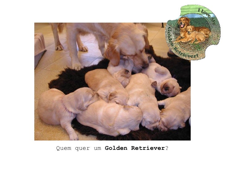 save a golden retriever save these golden retrievers save a golden retriever save these golden retrievers