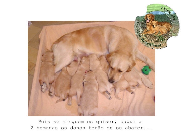 save a golden retriever save these golden retrievers save a golden retriever save these golden retrievers