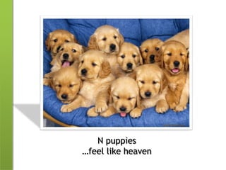 N puppies…feel like heaven