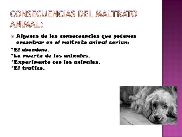 Cuáles Son Las Consecuencias Del Maltrato Animal