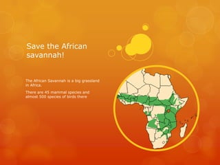 Save the African
savannah!
The African Savannah is a big grassland
in Africa.
There are 45 mammal species and
almost 500 species of birds there
 