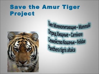 Save the Amur Tiger Project 