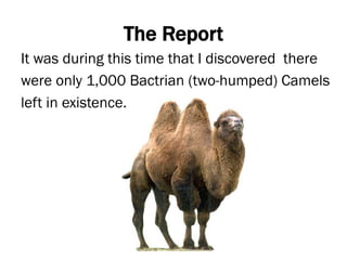 The Report
It was during this time that I discovered there
were only 1,000 Bactrian (two-humped) Camels
left in existence.
 