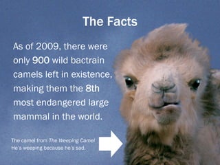 The Facts
As of 2009, there were
only 900 wild bactrain
camels left in existence,
making them the 8th
most endangered large
mammal in the world.
The camel from The Weeping Camel
He’s weeping because he’s sad.
 