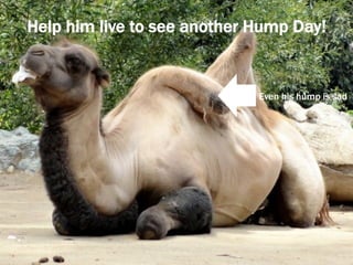 Even his hump is sad
Help him live to see another Hump Day!
 