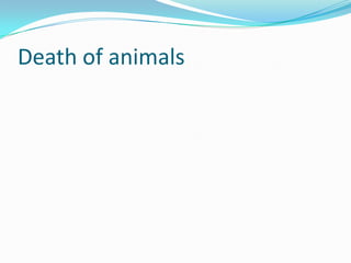 Death of animals