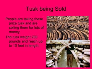 Tusk being Sold
People are taking these
  prize tusk and are
  selling them for lots of
  money.
The tusk weight 200
  pounds and reach up
  to 10 feet in length.
 