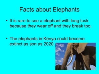 Facts about Elephants
• It is rare to see a elephant with long tusk
  because they wear off and they break too.

• The elephants in Kenya could become
  extinct as son as 2020.
 