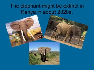 The elephant might be extinct in
    Kenya in about 2020s.
 