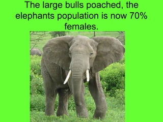The large bulls poached, the
elephants population is now 70%
            females.
 