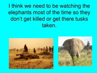 I think we need to be watching the
elephants most of the time so they
 don’t get killed or get there tusks
                taken.
 