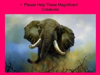 • Please Help These Magnificent
           Creatures
 