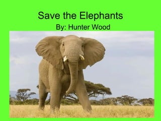 Save the Elephants
   By: Hunter Wood
 