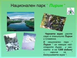 Национален парк “ Пирин “




                Черната мура расте
              само в планините Пирин
              и Слав...