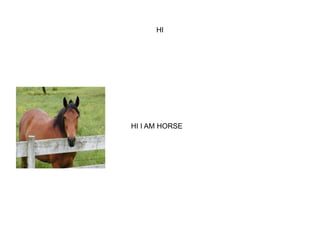 HI
HI I AM HORSE
 