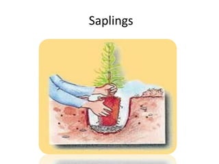 Saplings
 