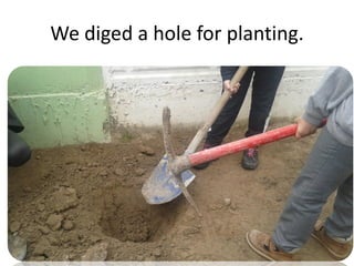 We diged a hole for planting.
 