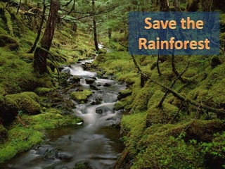 Save the Rainforest 
