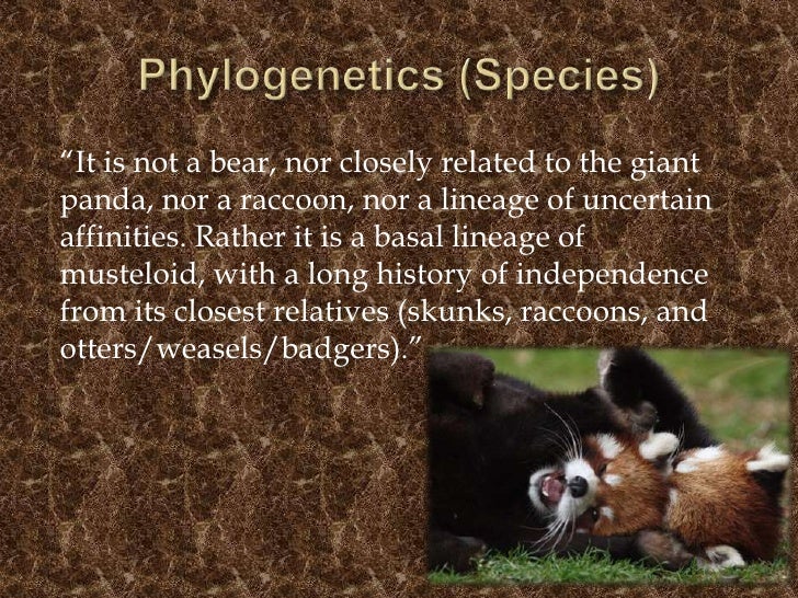 Save the Red Panda