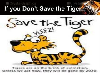 If you Don’t Save the Tiger
 