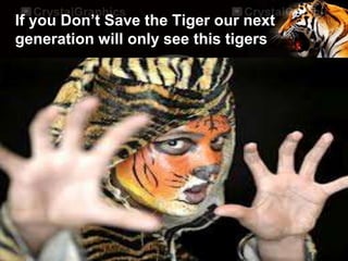 If you Don’t Save the Tiger our next
generation will only see this tigers
 
