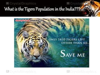 What is the Tigers Population in the India???
 