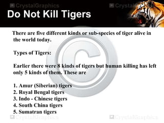 Do Not Kill Tigers
There are five different kinds or sub-species of tiger alive in
the world today.
Types of Tigers:
Earlier there were 8 kinds of tigers but human killing has left
only 5 kinds of them. These are
1. Amur (Siberian) tigers
2. Royal Bengal tigers
3. Indo - Chinese tigers
4. South China tigers
5. Sumatran tigers
 