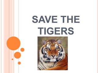 SAVE THE
 TIGERS
 
