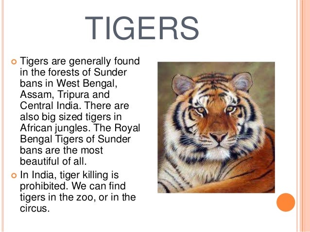 Save tiger letter writing image