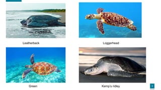 4
Leatherback Loggerhead
Green Kemp’s ridley
 