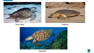 5
Olive ridley Flatback
Hawksbill
 