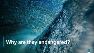9
9
Why are they endangered?
9
 