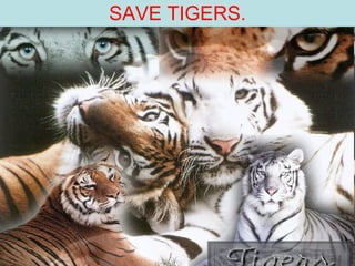 SAVE TIGERS. 