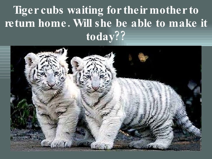 10 lines on save tiger picture